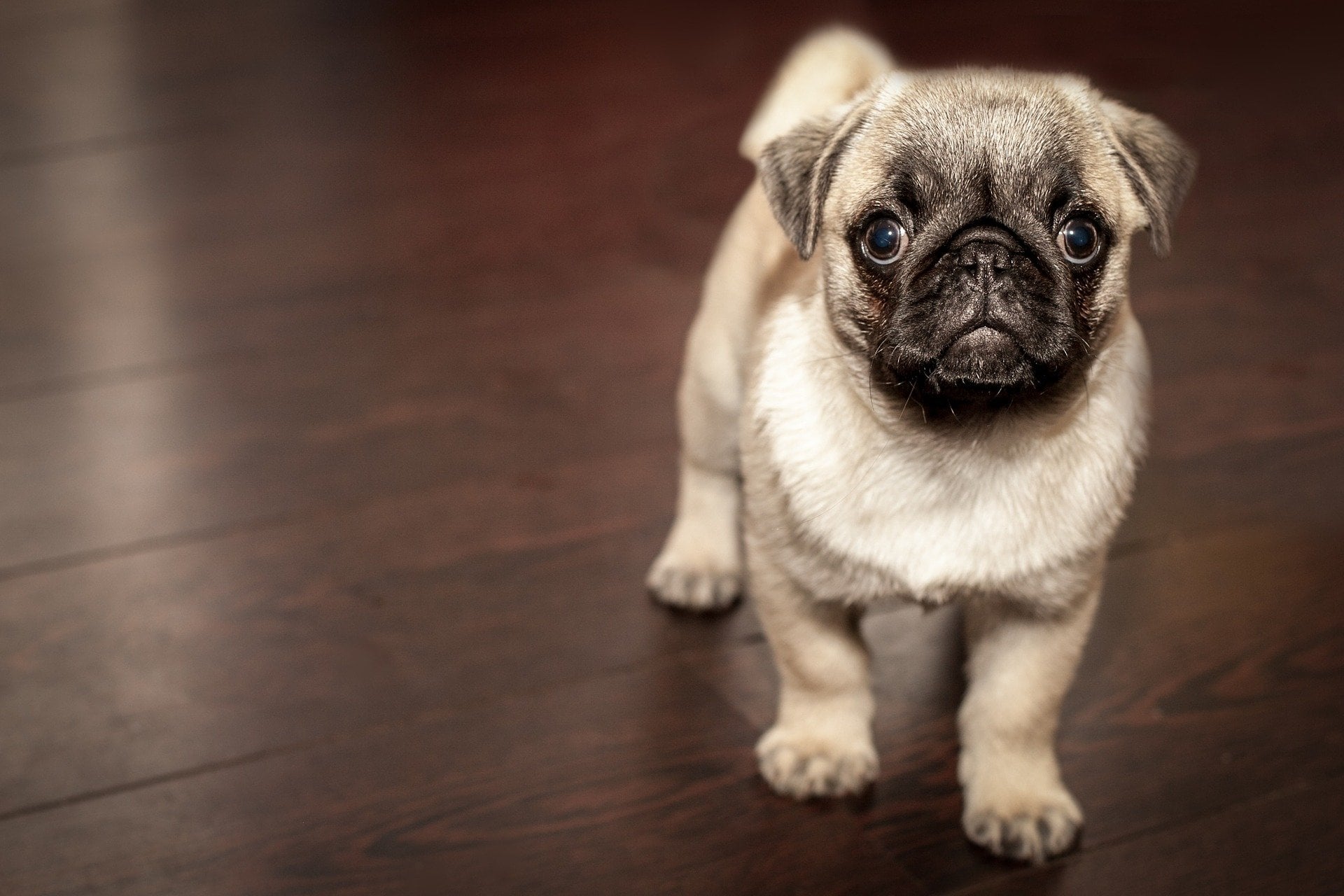 Es oficial: la Ley de Bienestar Animal prohíbe a todos los propietarios de perros y gatos someterlos a trabajos inadecuados o excesivos en tiempo o intensidad
