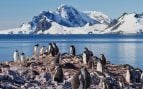 Grupo de pingüinos en la Antártida.