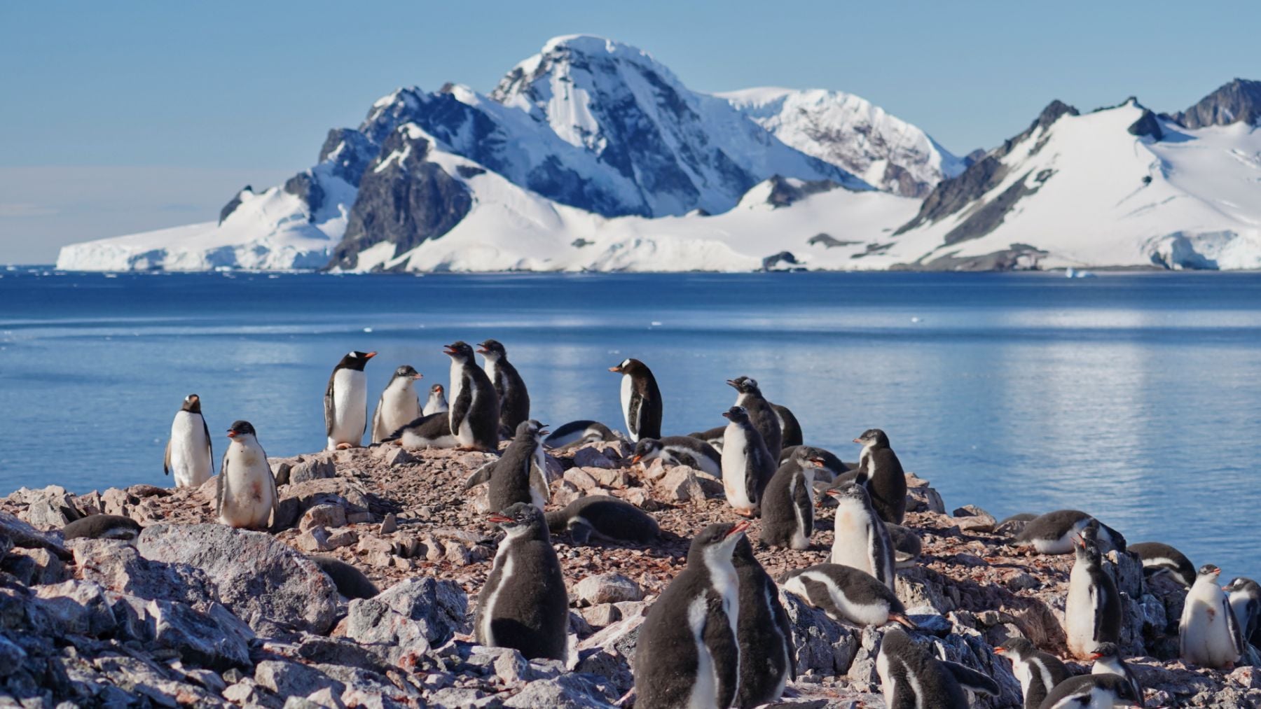 Grupo de pingüinos en la Antártida.