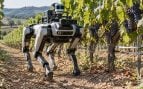 Robot con IA Extremadura, Extremadura usa robot perro en los viñedos, robot con forma de perro en Extremadura.