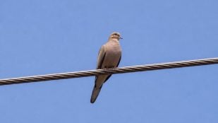 Pájaros sobre cables de alta tensión