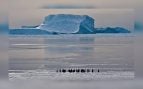 Icebergs varados junto al hielo fijo de la costa antártica, con un grupo de pingüinos