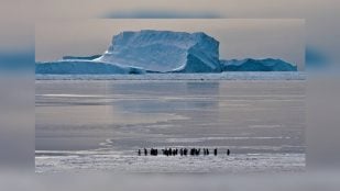 Icebergs varados junto al hielo fijo de la costa antártica, con un grupo de pingüinos