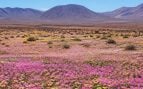 Flores desierto Atacama
