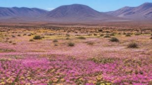Flores desierto Atacama