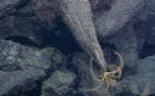 Lava del volcán submarino Axial fotografiada por un robot del MBARI