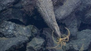 Lava del volcán submarino Axial fotografiada por un robot del MBARI