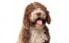 Perro, animales, mascotas