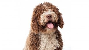 Perro, animales, mascotas
