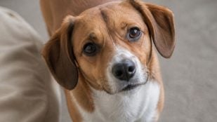 Perro y límites