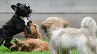 Raza de perro