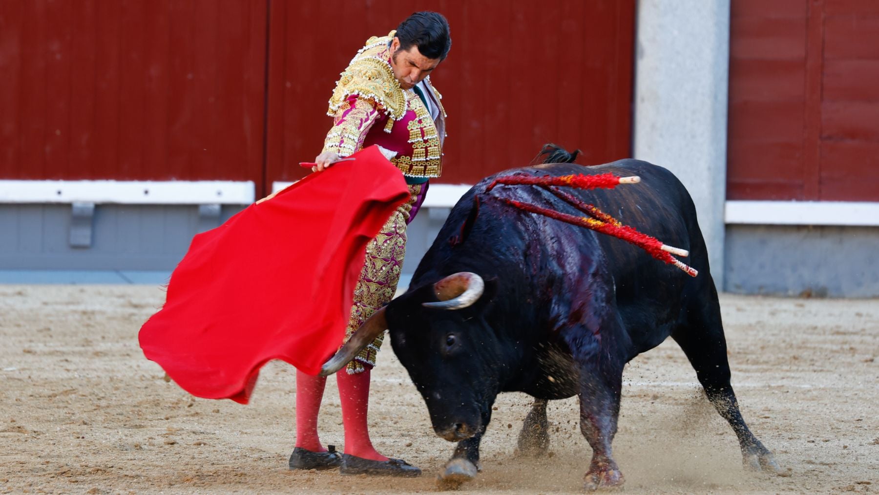 Morante regresa a Las Ventas bajo los colores de Ceuta: banderas caballas en los tendidos y banderillas blanquinegras