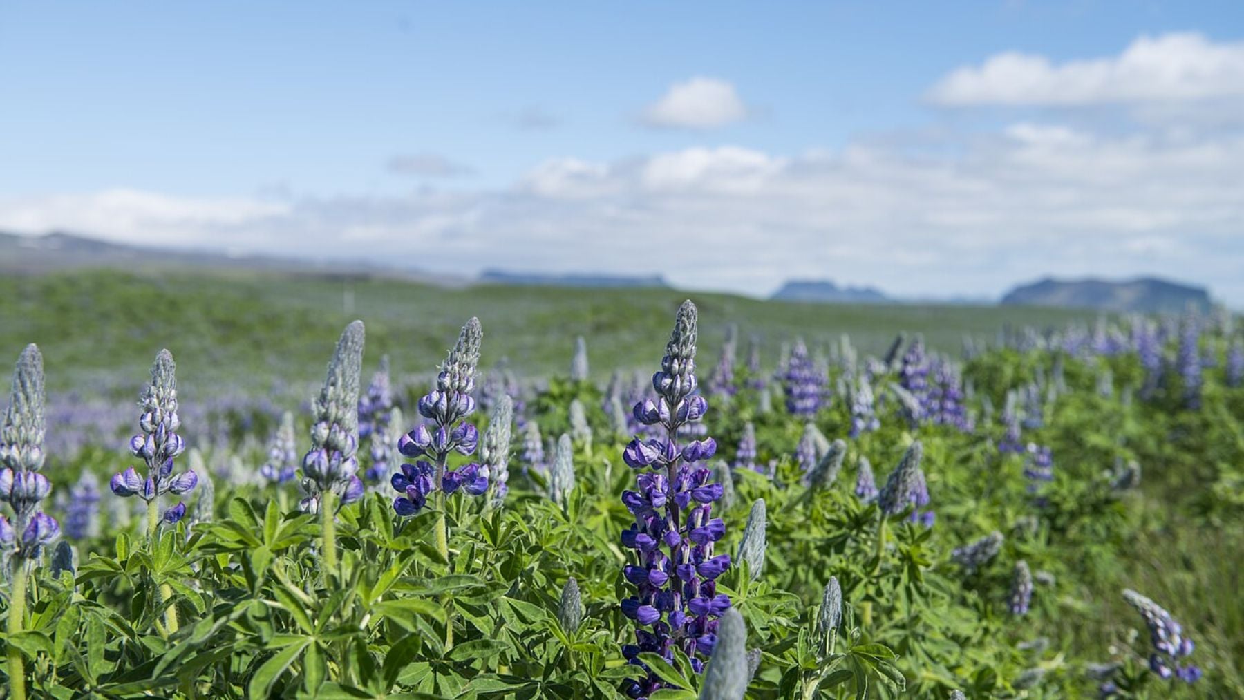 En 1945 creyeron que era buena idea plantarla en Islandia para frenar la erosión: 80 años después es una especie invasora que está acabando con la flora autóctona de la isla