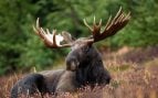 Alces, animales, naturaleza, fauna
