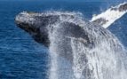 Una ballena jorobada salta fuera del agua en la bahía de Monterey