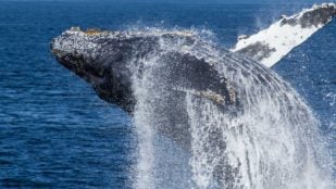 Una ballena jorobada salta fuera del agua en la bahía de Monterey