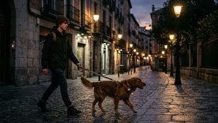 Perros, animales, mascotas