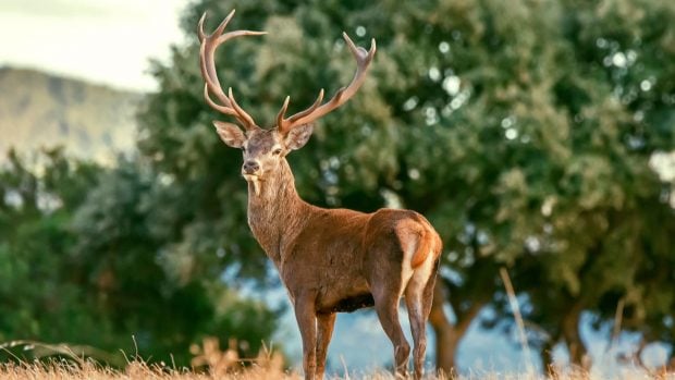 Ciervo en epoca de berrea andalucía