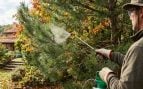 Árboles, naturaleza, curiosidades