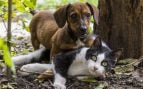 Perro o gato en balcones