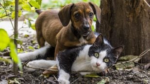 Perro o gato en balcones