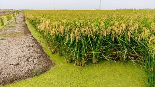 Cultivo de arroz en Donaña.
