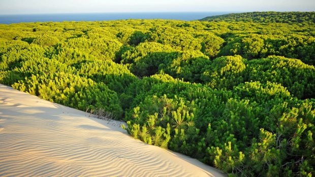 Dunas en Doñana