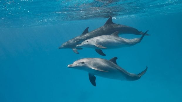 Grupo de delfines comunes.