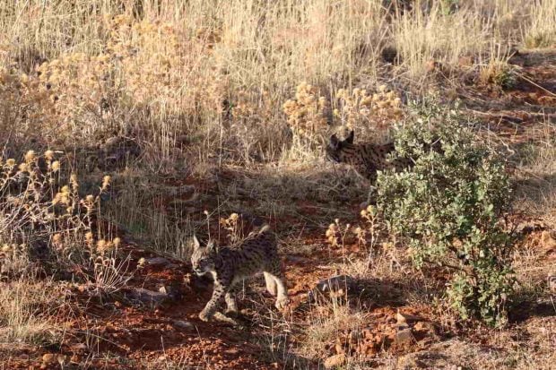 Lince ibérico. (Foto: Lucía Lera)
