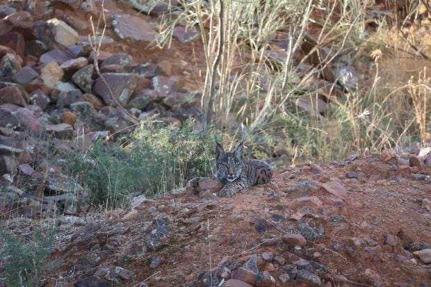 lince iberico castilla