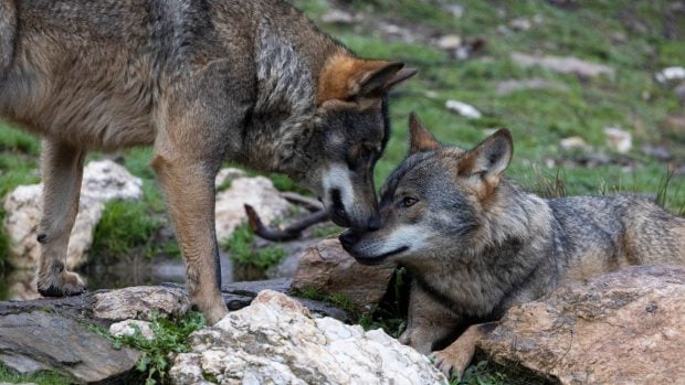 lobo asturias