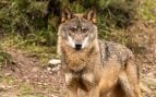 lobo ibérico