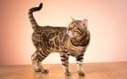 Los veterinarios expertos en gatos coinciden: «Si tu gato va a verte y lleva la cola levantada es un signo inequívoco de que vienen en son de paz, de que viene, por ejemplo, a saludarte»