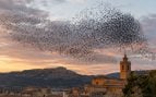 Los ornitólogos expertos coinciden y avisan: «Se espera que a finales de octubre lleguen entre 75.000 y 100.000 estorninos a Huesca»