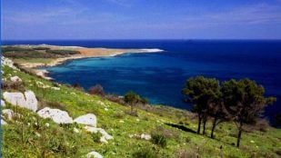 Instalaron bloques de hormigón en el fondo del mar en 1990 y décadas después los científicos descubrieron lo que habían creado: un hábitat para peces y crustáceos