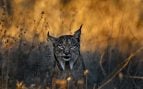 El lujo más salvaje de España: un safari entre linces ibéricos en una finca de 1.000 hectáreas
