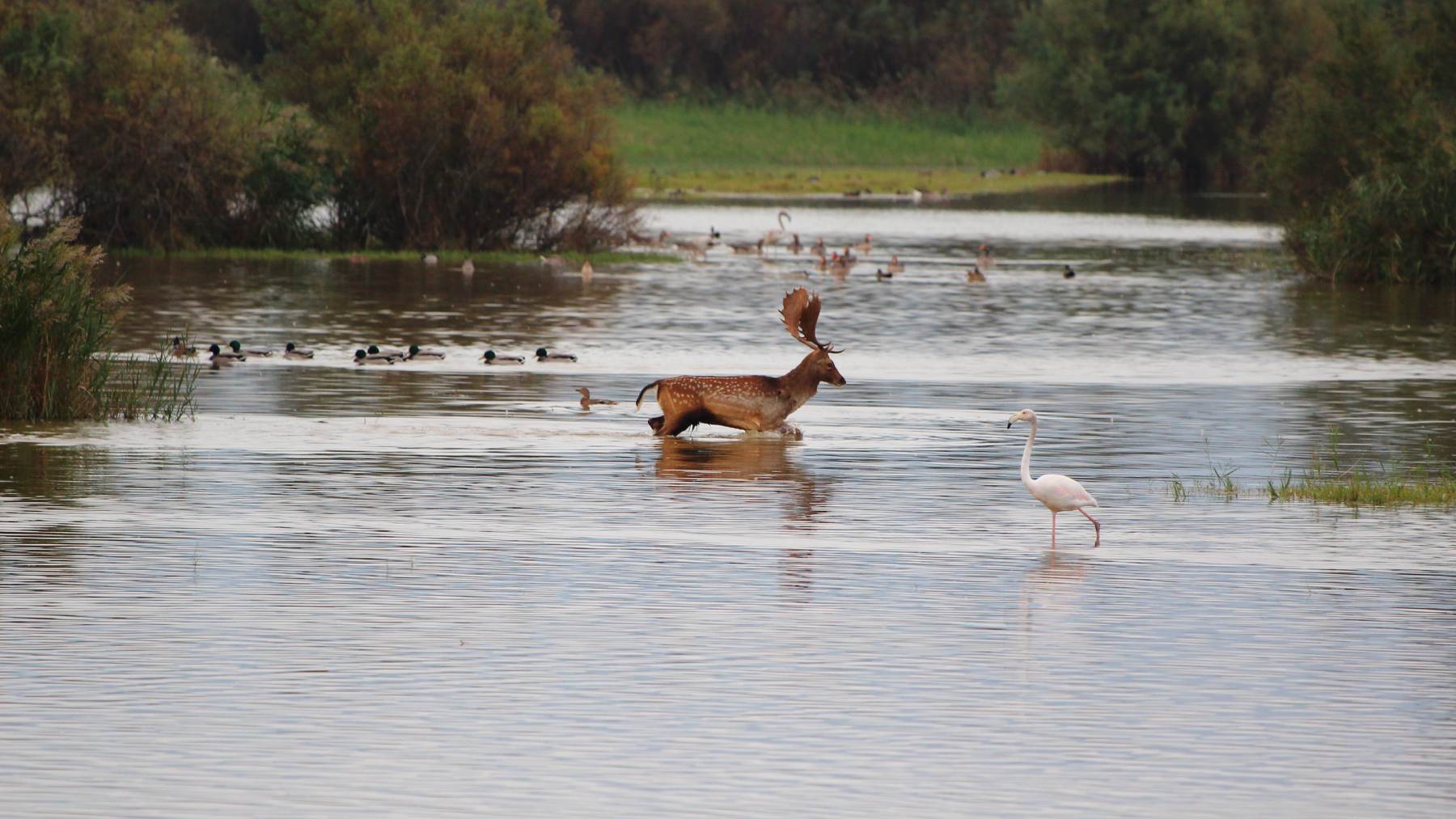 Fauna en el Parque Nacional de Doñana.