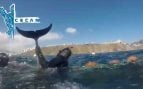 Rescate de delfines Ceuta