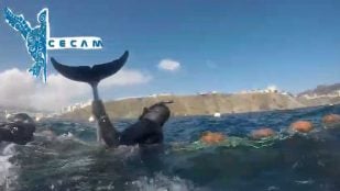 Rescate de delfines Ceuta