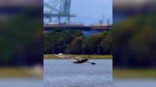 El robot velero ALBATROSS de la SUTD baja girando como una semilla de arce sobre un embalse de Singapur