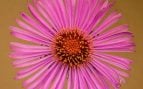 Planta, flora, curiosidades