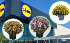 Lidl planta