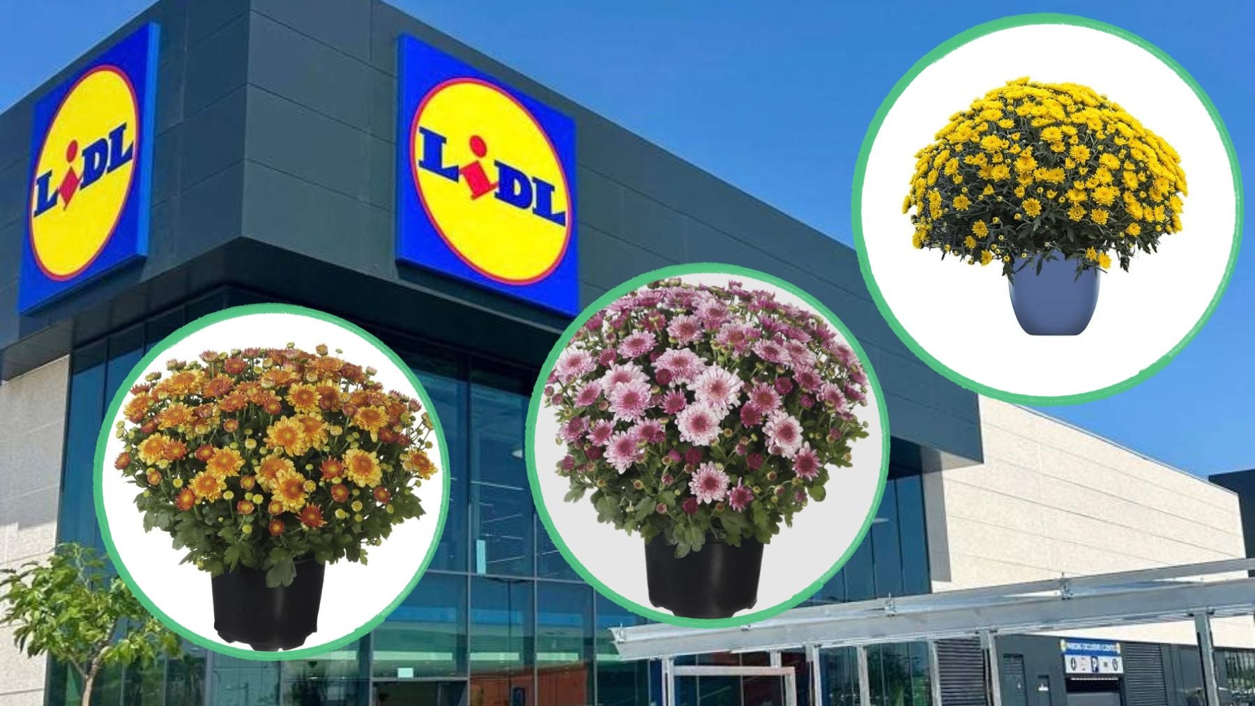Colas kilométricas en Lidl por la planta preciosa que va a rebosar de flores tu balcón este otoño y cuesta menos de 3 euros