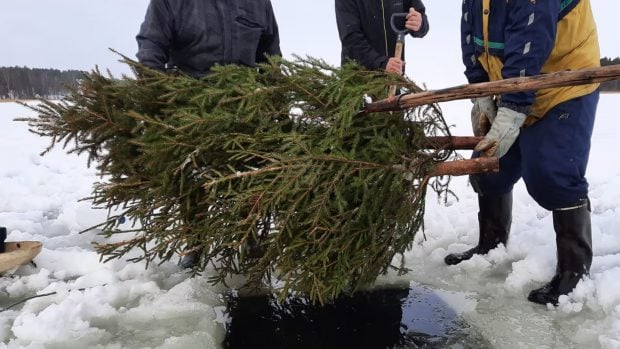 Voluntarios hunden un &aacute;rbol de Navidad por un agujero abierto en el hielo del lago Saimaa, en Finlandia, en 2021. Foto: Sirkka Haverinen / Yle