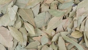 hojas laurel radiador