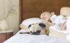dormir con perros gatos