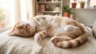 El gato duerme boca arriba