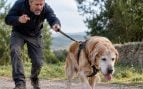 Ya está en vigor y lo avala la Ley de Bienestar Animal: se prohíbe a los dueños de perros y gatos someterlos a trabajos inadecuados