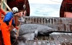 Un tiburón de Groenlandia capturado de forma accidental yace sobre la cubierta del buque de investigación Pâmiut, en el suroeste de Groenlandia, mientras un tripulante lo pesa con una balanza colgante. Foto: Julius Nielsen - AAAS