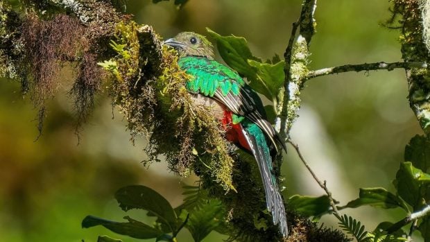 Hembra de quetzal en una rama cubierta de musgo en el Parque Nacional Los Quetzales (Costa Rica). Foto: Giles Laurent vía Wikimedia Commons - CC BY-SA 4.0